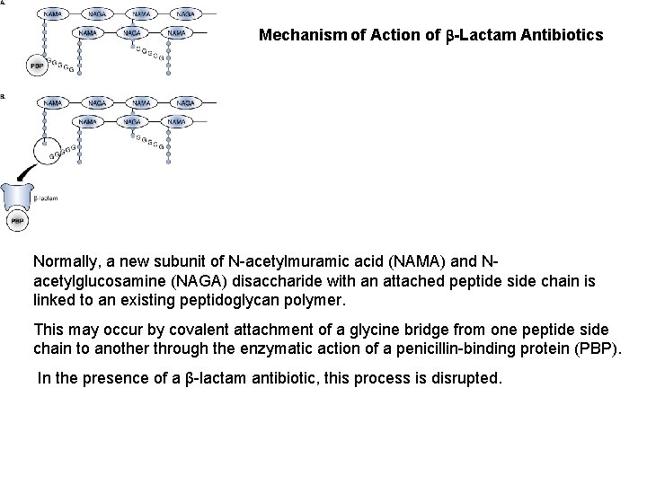 Mechanism of Action of b-Lactam Antibiotics Normally, a new subunit of N-acetylmuramic acid (NAMA)