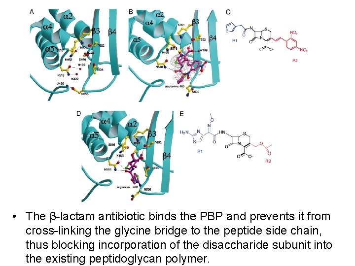  • The β-lactam antibiotic binds the PBP and prevents it from cross-linking the