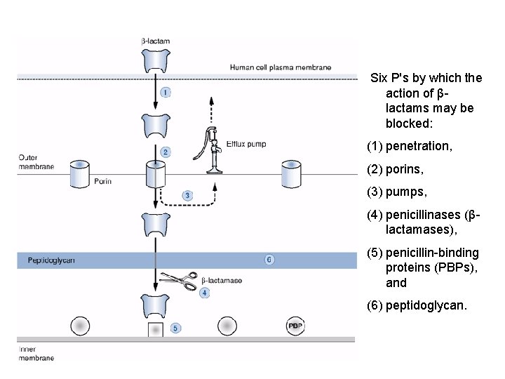 Six P's by which the action of βlactams may be blocked: (1) penetration, (2)