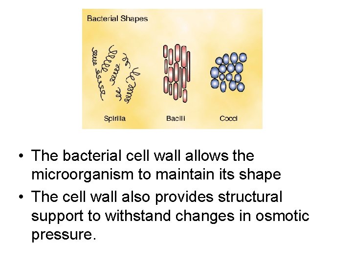  • The bacterial cell wall allows the microorganism to maintain its shape •