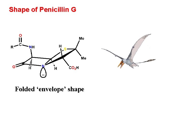 Shape of Penicillin G Folded ‘envelope’ shape 