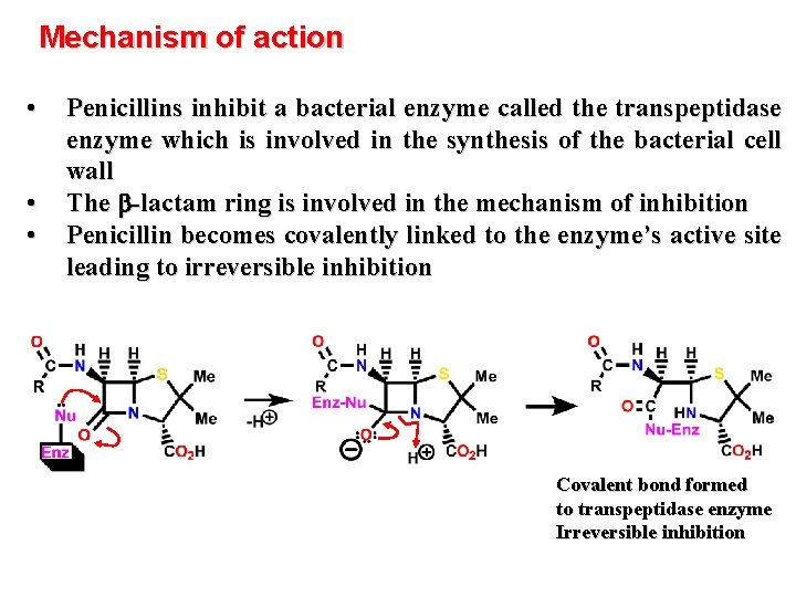 Mechanism of action • • • Penicillins inhibit a bacterial enzyme called the transpeptidase