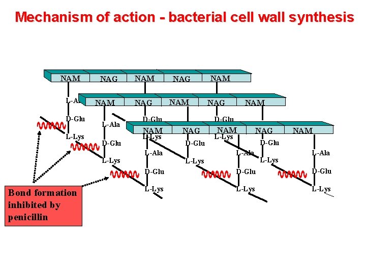 Mechanism of action - bacterial cell wall synthesis NAM L-Ala D-Glu L-Lys NAG NAM