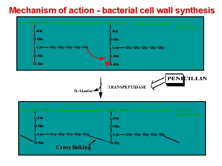 Mechanism of action - bacterial cell wall synthesis Cross linking 