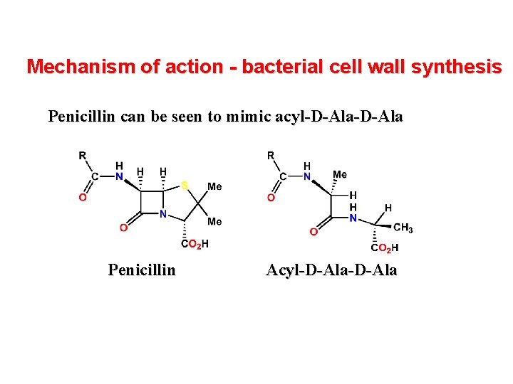 Mechanism of action - bacterial cell wall synthesis Penicillin can be seen to mimic