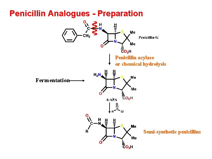 Penicillin Analogues - Preparation Penicillin acylase or chemical hydrolysis Fermentation Semi-synthetic penicillins 