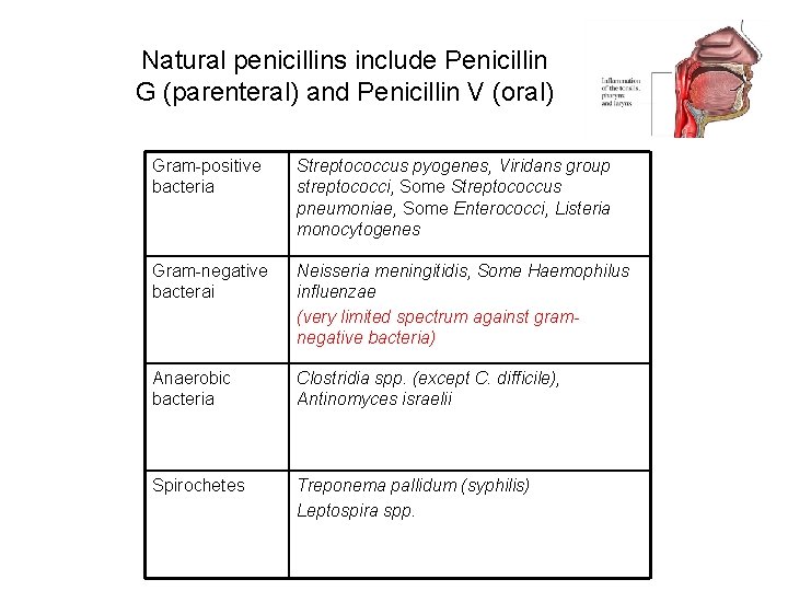 Natural penicillins include Penicillin G (parenteral) and Penicillin V (oral) Gram-positive bacteria Streptococcus pyogenes,