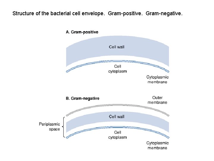 Structure of the bacterial cell envelope. Gram-positive. Gram-negative. 