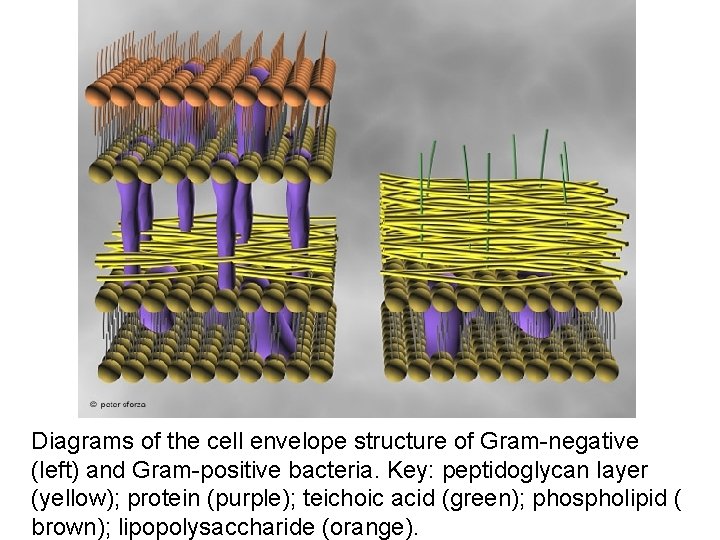 Diagrams of the cell envelope structure of Gram-negative (left) and Gram-positive bacteria. Key: peptidoglycan