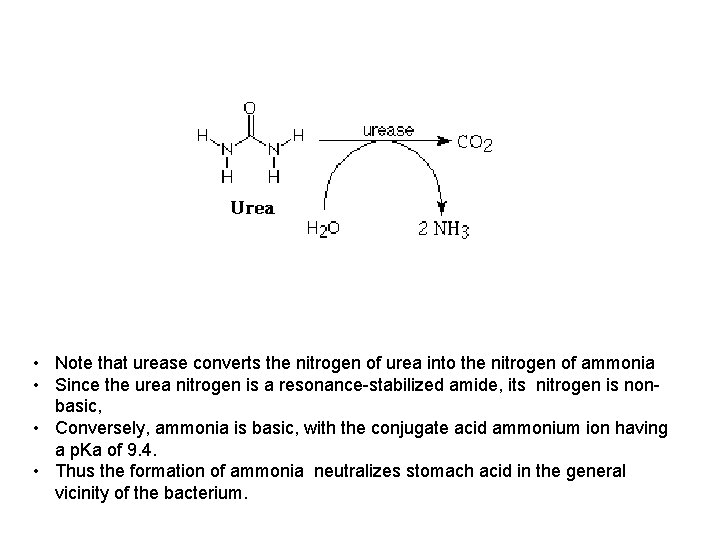  • Note that urease converts the nitrogen of urea into the nitrogen of