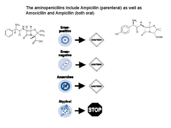 The aminopenicillins include Ampicillin (parenteral) as well as Amoxicillin and Ampicillin (both oral) 