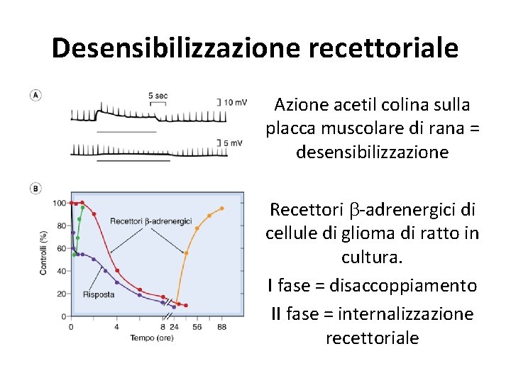 Desensibilizzazione recettoriale Azione acetil colina sulla placca muscolare di rana = desensibilizzazione Recettori b-adrenergici