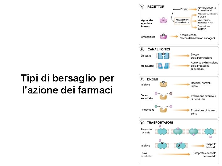 Tipi di bersaglio per l’azione dei farmaci 