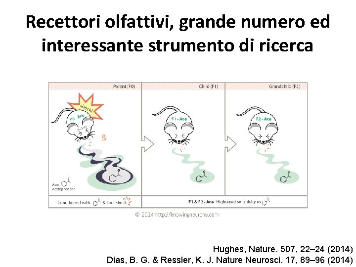 Recettori olfattivi, grande numero ed interessante strumento di ricerca Hughes, Nature. 507, 22– 24