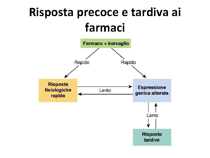 Risposta precoce e tardiva ai farmaci 