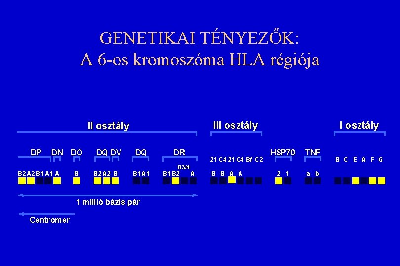 GENETIKAI TÉNYEZŐK: A 6 -os kromoszóma HLA régiója III osztály DP DN DO B GENETIKAI TÉNYEZŐK: A 6 -os kromoszóma HLA régiója III osztály DP DN DO B