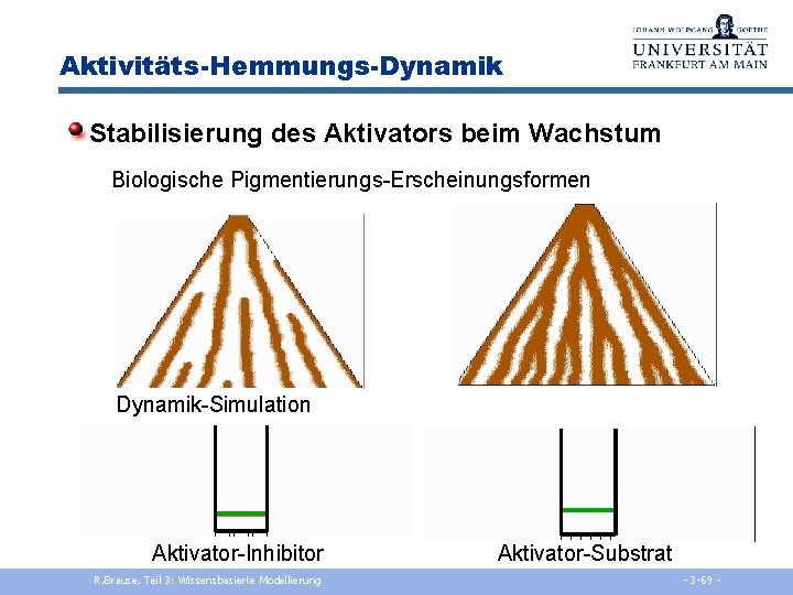 Aktivitäts-Hemmungs-Dynamik Stabilisierung des Aktivators beim Wachstum Biologische Pigmentierungs-Erscheinungsformen Dynamik-Simulation Aktivator-Inhibitor R. Brause, Teil 3: