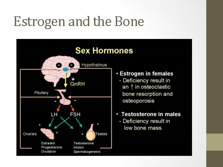 Estrogen and the Bone 