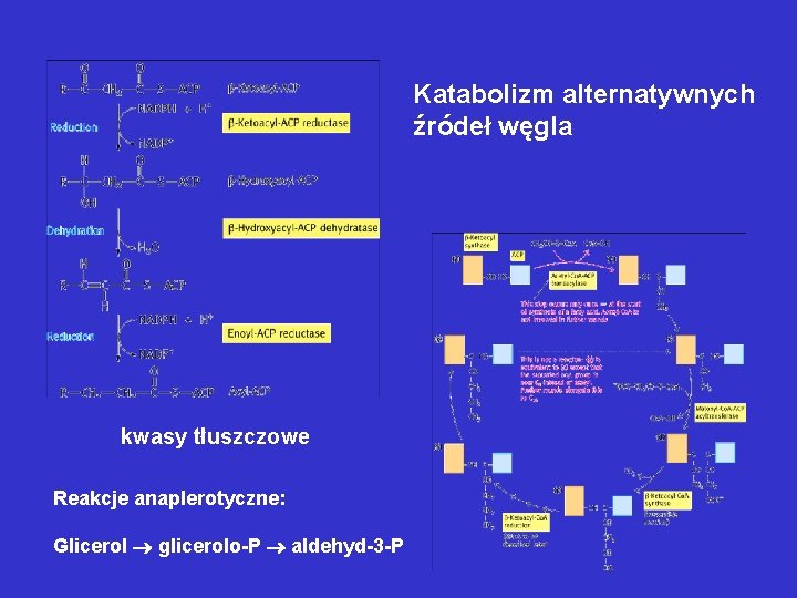Katabolizm alternatywnych źródeł węgla kwasy tłuszczowe Reakcje anaplerotyczne: Glicerol glicerolo-P aldehyd-3 -P Katabolizm alternatywnych źródeł węgla kwasy tłuszczowe Reakcje anaplerotyczne: Glicerol glicerolo-P aldehyd-3 -P