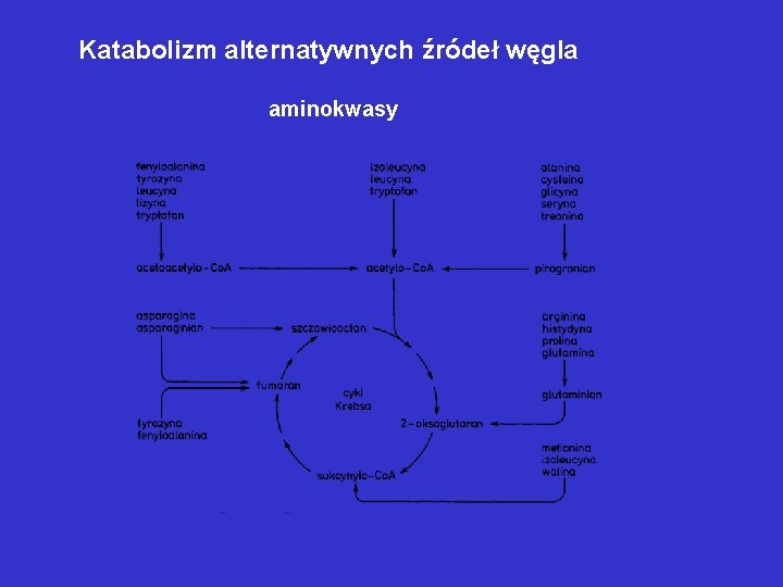 Katabolizm alternatywnych źródeł węgla aminokwasy Katabolizm alternatywnych źródeł węgla aminokwasy