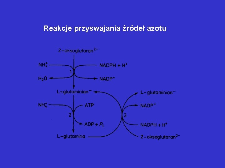 Reakcje przyswajania źródeł azotu Reakcje przyswajania źródeł azotu