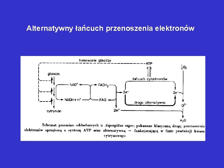 Alternatywny łańcuch przenoszenia elektronów Alternatywny łańcuch przenoszenia elektronów