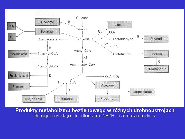 Produkty metabolizmu beztlenowego w różnych drobnoustrojach Reakcje prowadzące do odtworzenia NADH są zaznaczone jako Produkty metabolizmu beztlenowego w różnych drobnoustrojach Reakcje prowadzące do odtworzenia NADH są zaznaczone jako