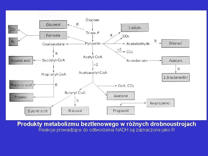 Produkty metabolizmu beztlenowego w różnych drobnoustrojach Reakcje prowadzące do odtworzenia NADH są zaznaczone jako