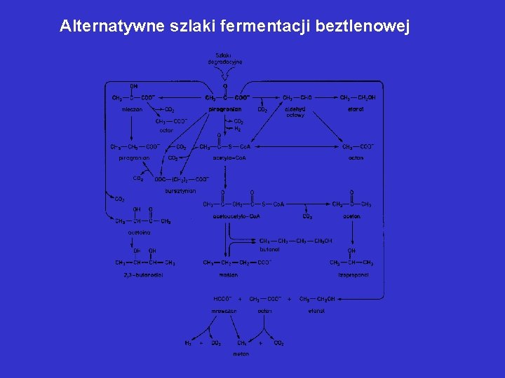 Alternatywne szlaki fermentacji beztlenowej Alternatywne szlaki fermentacji beztlenowej