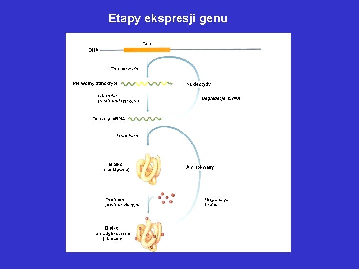 Etapy ekspresji genu Etapy ekspresji genu
