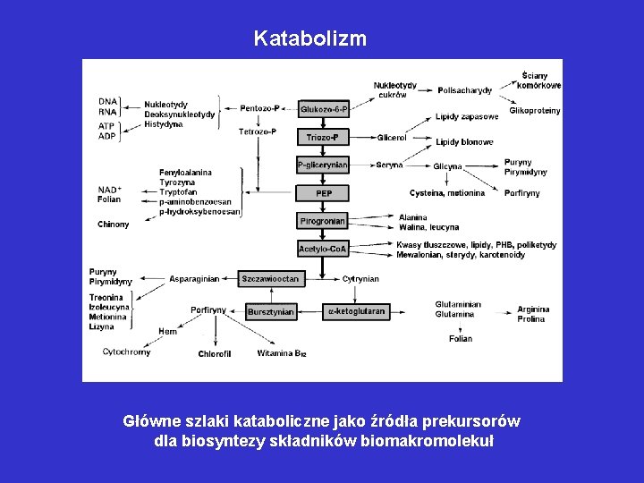 Katabolizm Główne szlaki kataboliczne jako źródła prekursorów dla biosyntezy składników biomakromolekuł 
