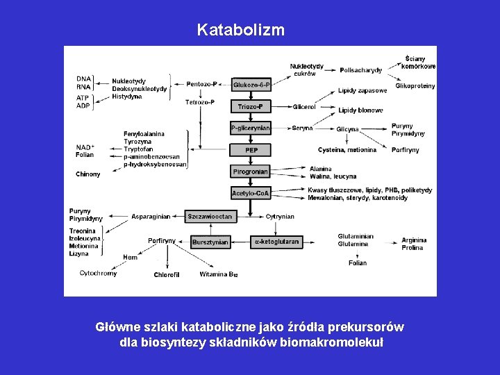 Katabolizm Główne szlaki kataboliczne jako źródła prekursorów dla biosyntezy składników biomakromolekuł Katabolizm Główne szlaki kataboliczne jako źródła prekursorów dla biosyntezy składników biomakromolekuł