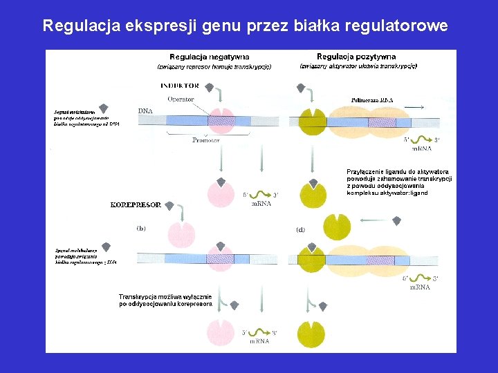 Regulacja ekspresji genu przez białka regulatorowe Regulacja ekspresji genu przez białka regulatorowe