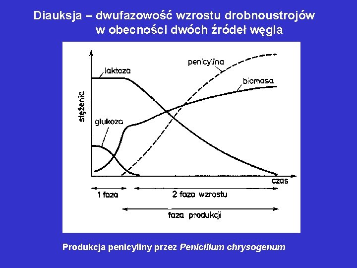 Diauksja – dwufazowość wzrostu drobnoustrojów w obecności dwóch źródeł węgla Produkcja penicyliny przez Penicillum Diauksja – dwufazowość wzrostu drobnoustrojów w obecności dwóch źródeł węgla Produkcja penicyliny przez Penicillum