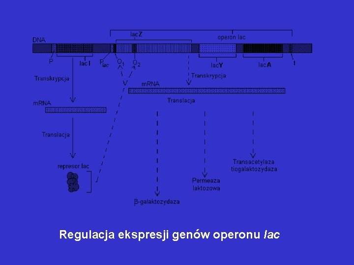 Regulacja ekspresji genów operonu lac Regulacja ekspresji genów operonu lac