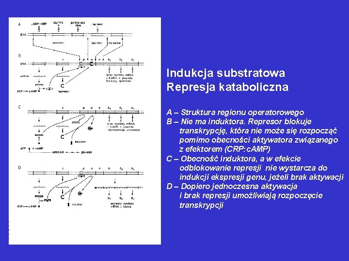 Indukcja substratowa Represja kataboliczna A – Struktura regionu operatorowego B – Nie ma induktora. Indukcja substratowa Represja kataboliczna A – Struktura regionu operatorowego B – Nie ma induktora.