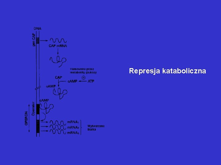 Represja kataboliczna Represja kataboliczna