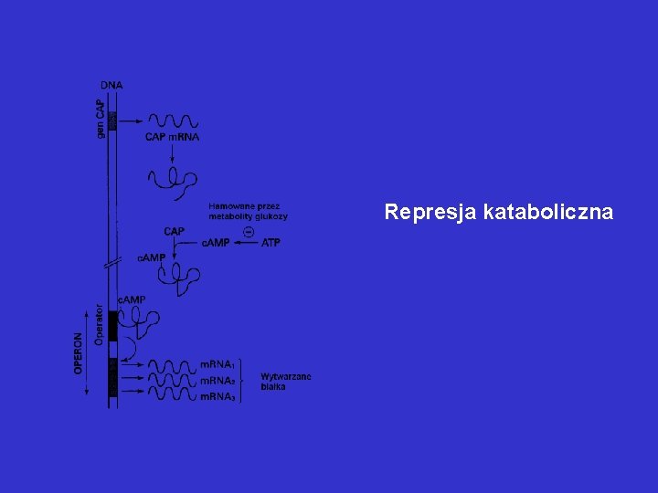 Represja kataboliczna 