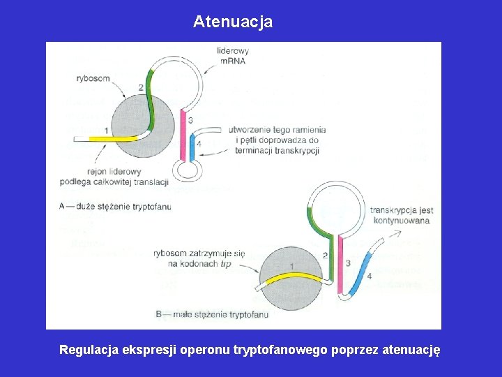 Atenuacja Regulacja ekspresji operonu tryptofanowego poprzez atenuację Atenuacja Regulacja ekspresji operonu tryptofanowego poprzez atenuację