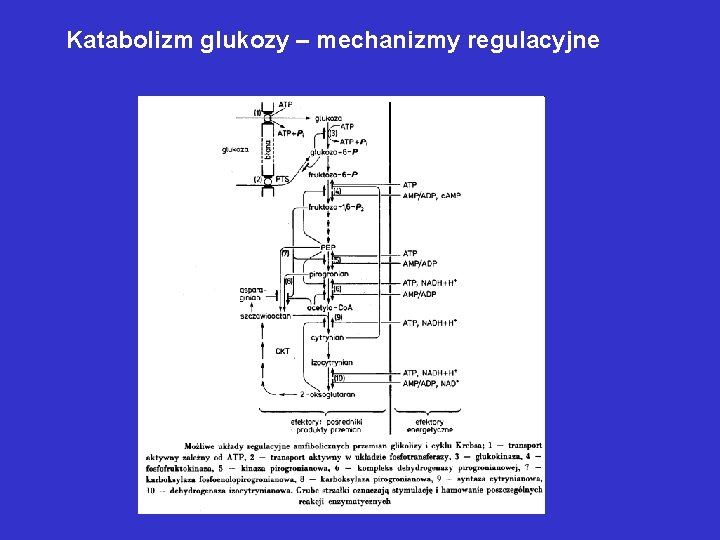 Katabolizm glukozy – mechanizmy regulacyjne Katabolizm glukozy – mechanizmy regulacyjne