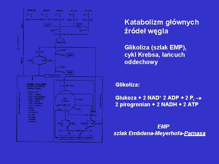 Katabolizm głównych źródeł węgla Glikoliza (szlak EMP), cykl Krebsa, łańcuch oddechowy Glikoliza: Glukoza +