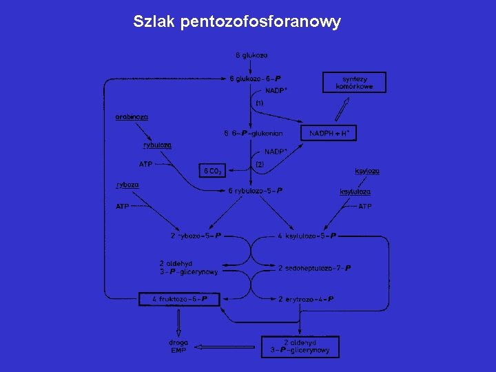 Szlak pentozofosforanowy Szlak pentozofosforanowy