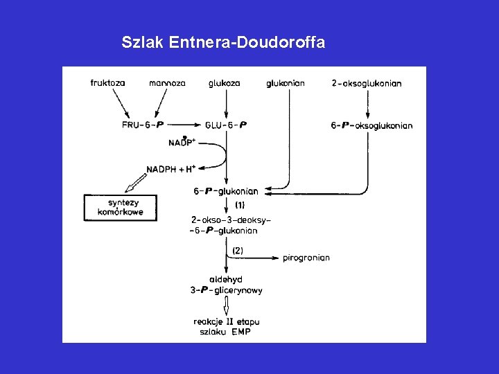 Szlak Entnera-Doudoroffa Szlak Entnera-Doudoroffa