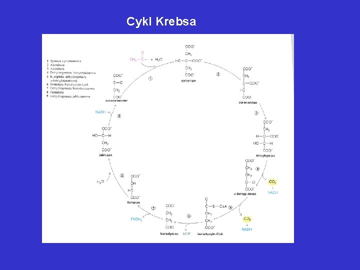Cykl Krebsa 