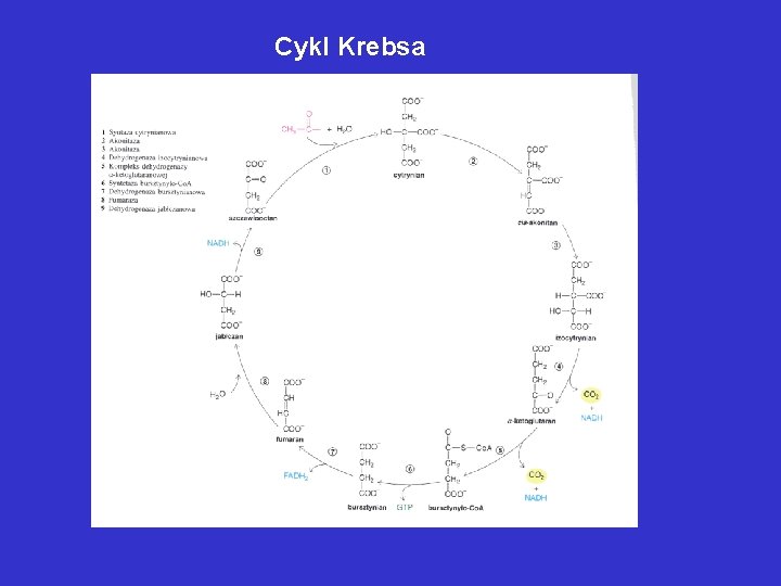 Cykl Krebsa Cykl Krebsa