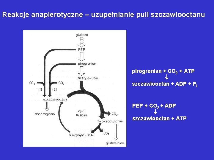 Reakcje anaplerotyczne – uzupełnianie puli szczawiooctanu pirogronian + CO 2 + ATP szczawiooctan + Reakcje anaplerotyczne – uzupełnianie puli szczawiooctanu pirogronian + CO 2 + ATP szczawiooctan +