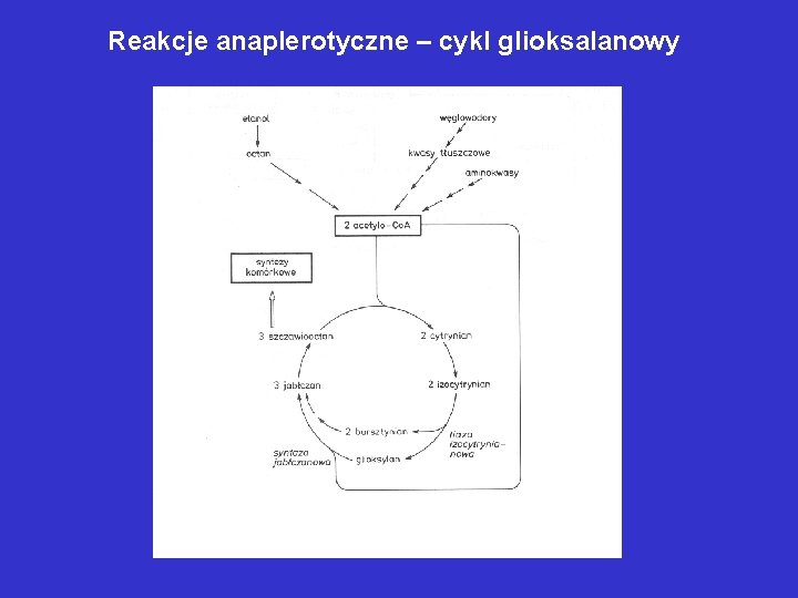 Reakcje anaplerotyczne – cykl glioksalanowy Reakcje anaplerotyczne – cykl glioksalanowy