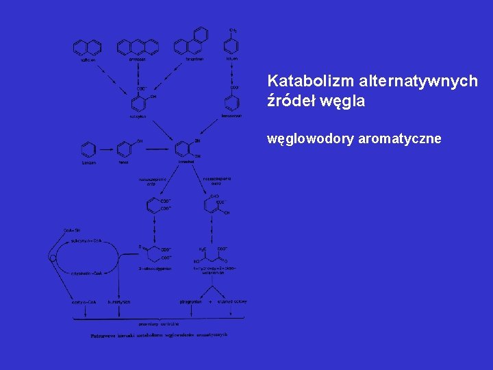 Katabolizm alternatywnych źródeł węgla węglowodory aromatyczne Katabolizm alternatywnych źródeł węgla węglowodory aromatyczne
