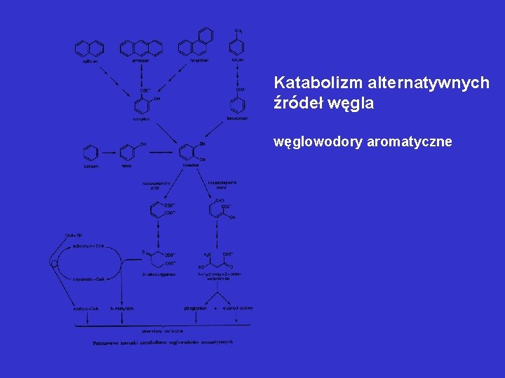 Katabolizm alternatywnych źródeł węgla węglowodory aromatyczne 