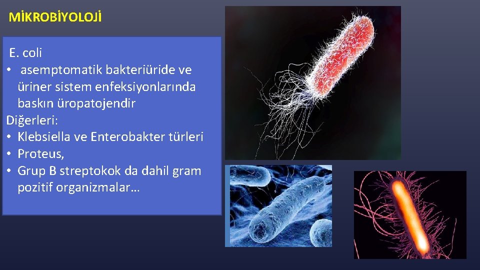MİKROBİYOLOJİ E. coli • asemptomatik bakteriüride ve üriner sistem enfeksiyonlarında baskın üropatojendir Diğerleri: •